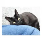 Business 6 image PREMIER PET CARE LONDON Pets & Animals in London Gr