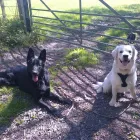 Business 1 image PRO-VALE PET CARE Pets & Animals in Redhill Su