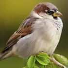 Business 1 image R.O.K ACCESSORIES Jewellers in Nottingham No