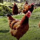 Business 5 image R.O.K ACCESSORIES Jewellers in Nottingham No