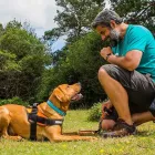 Business 3 image REBEL DOG CO Pets & Animals in CHRISTCHURCH Do