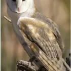 Business 11 image ROWLANDS PHARMACY Pharmacies in Stafford St