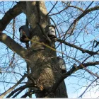 Business 12 image ROWLANDS PHARMACY Pharmacies in Stafford St