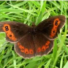 Business 2 image ROWLANDS PHARMACY Pharmacies in Stafford St