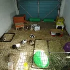 Business 1 image S & J PET SERVICES Pets & Animals in Blackburn La