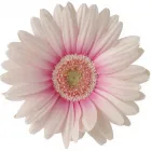 Business 1 image SAMANTHA JANES BEAUTY Beauty Salons & Consultants in Romford Gr