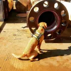 Business 15 image SEARCH & SECURITY LTD Shopping & Retail in Hinckley Le