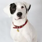 Business 6 image STUDIO'92 Wedding Services in High Wycombe Bu