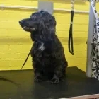 Business 6 image TAILS A WAGGING PROFESSIONAL DOG GROOMING Pets & Animals in Ramsbottom Gr