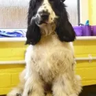 Business 8 image TAILS A WAGGING PROFESSIONAL DOG GROOMING Pets & Animals in Ramsbottom Gr