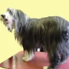 Business 10 image TAILS A WAGGING PROFESSIONAL DOG GROOMING Pets & Animals in Ramsbottom Gr