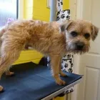 Business 14 image TAILS A WAGGING PROFESSIONAL DOG GROOMING Pets & Animals in Ramsbottom Gr
