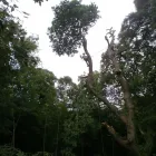 Business 3 image TESCO EXPRESS Grocers & Convenience Stores in Westerham Ke