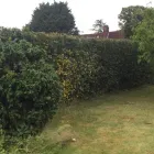 Business 2 image THE BEACONSFIELD GARDENER Tree Services in Beaconsfield Bu
