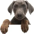 Business 1 image THE BODY CLINIC Physiotherapists in Altrincham Ch