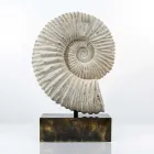 Business 1 image THE FOSSIL STORE Shopping & Retail in Wirral Me