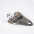 Business 3 image THE FOSSIL STORE Shopping & Retail in Wirral Me