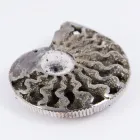 Business 4 image THE FOSSIL STORE Shopping & Retail in Wirral Me