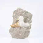 Business 7 image THE FOSSIL STORE Shopping & Retail in Wirral Me