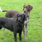 Business 15 image THE GLASGOW TUNING & M O T CENTRE Car Engine Tuning & Conversion in Glasgow La