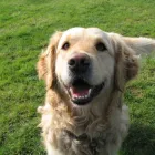 Business 18 image THE GLASGOW TUNING & M O T CENTRE Car Engine Tuning & Conversion in Glasgow La