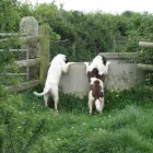 Business 3 image THE GLASGOW TUNING & M O T CENTRE Car Engine Tuning & Conversion in Glasgow La