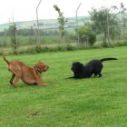 Business 19 image THE GLASGOW TUNING & M O T CENTRE Car Engine Tuning & Conversion in Glasgow La