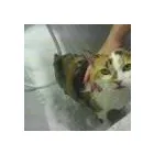 Business 8 image THE GROOM ROOM Dog & Cat Grooming in Windsor Be