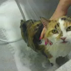 Business 3 image THE GROOM ROOM Dog & Cat Grooming in Windsor Be