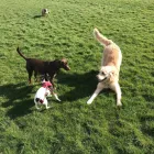 Business 1 image THE K9 CLUB DERBY Pets & Animals in Derby De