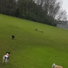 Business 4 image THE K9 CLUB DERBY Pets & Animals in Derby De