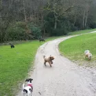 Business 5 image THE K9 CLUB DERBY Pets & Animals in Derby De