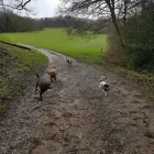 Business 8 image THE K9 CLUB DERBY Pets & Animals in Derby De