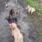 Business 9 image THE K9 CLUB DERBY Pets & Animals in Derby De