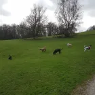 Business 10 image THE K9 CLUB DERBY Pets & Animals in Derby De