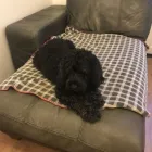 Business 14 image THE K9 CLUB DERBY Pets & Animals in Derby De