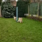 Business 15 image THE K9 CLUB DERBY Pets & Animals in Derby De