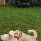 Business 18 image THE K9 CLUB DERBY Pets & Animals in Derby De