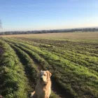 Business 22 image THE K9 CLUB DERBY Pets & Animals in Derby De