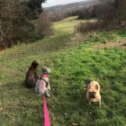 Business 24 image THE K9 CLUB DERBY Pets & Animals in Derby De