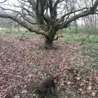 Business 27 image THE K9 CLUB DERBY Pets & Animals in Derby De