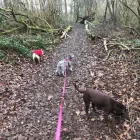 Business 28 image THE K9 CLUB DERBY Pets & Animals in Derby De