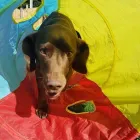 Business 32 image THE K9 CLUB DERBY Pets & Animals in Derby De