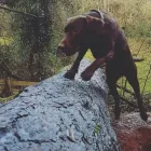 Business 34 image THE K9 CLUB DERBY Pets & Animals in Derby De