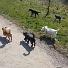 Business 36 image THE K9 CLUB DERBY Pets & Animals in Derby De