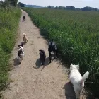 Business 38 image THE K9 CLUB DERBY Pets & Animals in Derby De