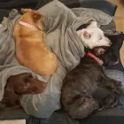 Business 40 image THE K9 CLUB DERBY Pets & Animals in Derby De