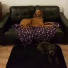 Business 41 image THE K9 CLUB DERBY Pets & Animals in Derby De