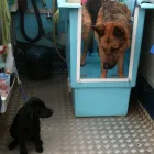 Business 4 image THE WASH POD Mobile Dog Groomers in Brackley No