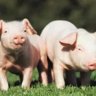 Business 5 image THOROUGH SERVICES GROUP Commercial Cleaning in Hornchurch Gr